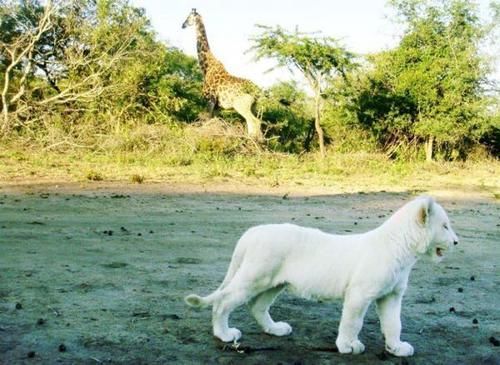 Lion Tree Top Lodge Hoedspruit Bagian luar foto